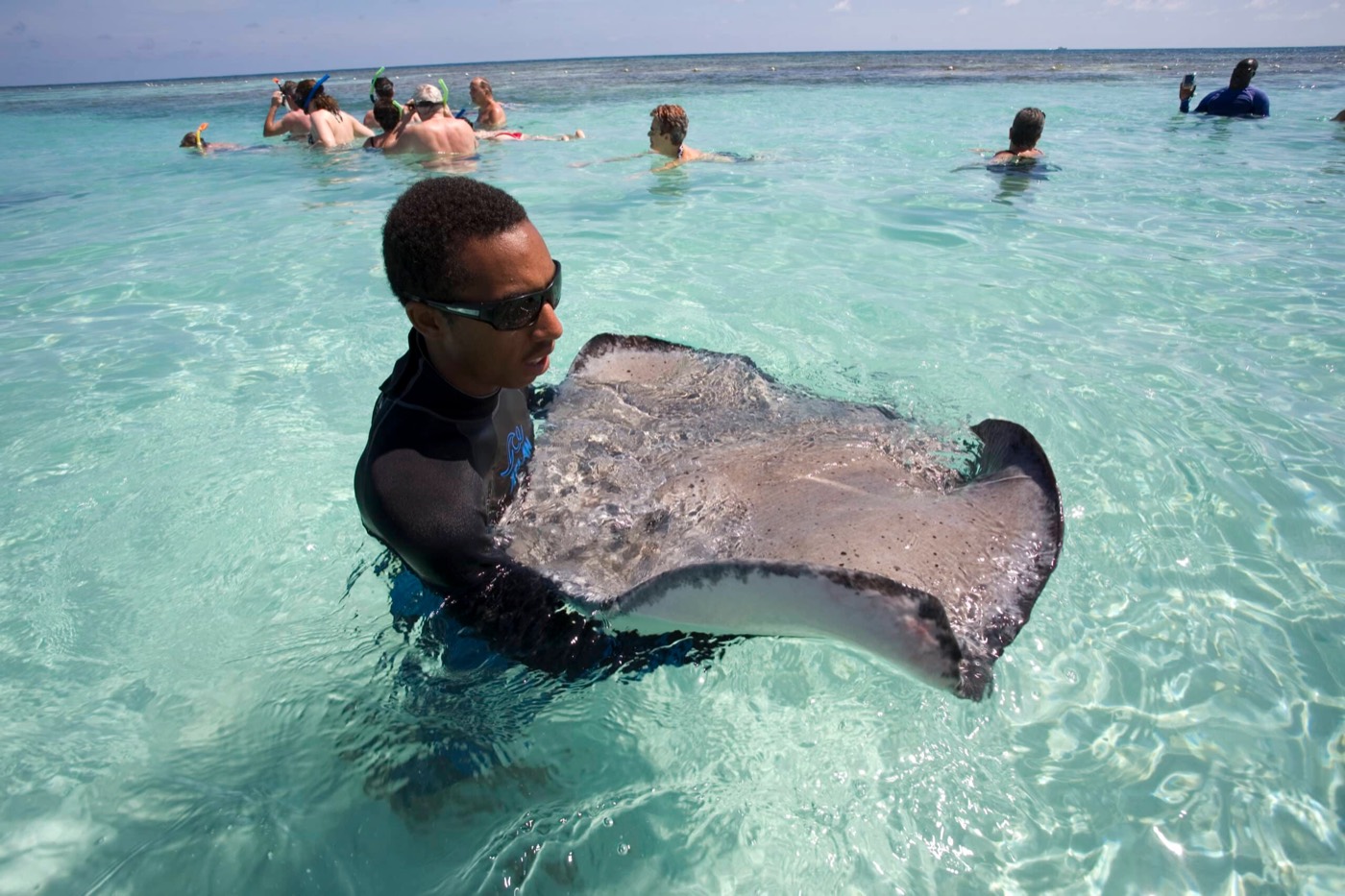 A guide holding a southern stingray in shallow water